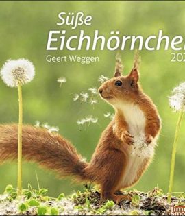 Eichhörnchen Bildkalender 2022 - times&more Tier-Kalender - Wandkalender mit Monatskalendarium - 30 x 27 cm