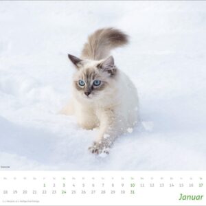 Alternative view of times&more Katzen Bildkalender 2027: Süße Samtpfoten im Wandkalender 2027. Kalender für Katzenfans - jeden Monat ein Hingucker. Hochwertiger Fotokalender im Format 30 x 27 cm