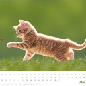times&more Katzen Bildkalender 2027: Süße Samtpfoten im Wandkalender 2027. Kalender für Katzenfans - jeden Monat ein Hingucker. Hochwertiger Fotokalender im Format 30 x 27 cm – Bild 6