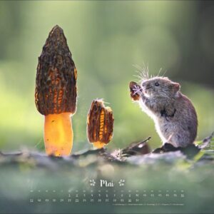 Vadim Trunov: Märchenhaftes Waldleben Posterkalender 2027: Naturkalender 2027 gestaltet mit Bildern des Naturfotografen Vadim Trunov. Fotokalender 2027 im Querformat. 44 x 34 cm. – Bild 6