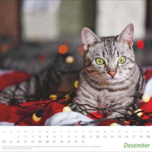 times&more Katzen Bildkalender 2027: Süße Samtpfoten im Wandkalender 2027. Kalender für Katzenfans - jeden Monat ein Hingucker. Hochwertiger Fotokalender im Format 30 x 27 cm – Bild 13