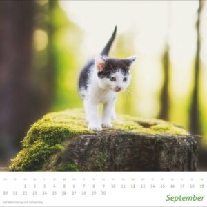 times&more Katzen Bildkalender 2027: Süße Samtpfoten im Wandkalender 2027. Kalender für Katzenfans - jeden Monat ein Hingucker. Hochwertiger Fotokalender im Format 30 x 27 cm – Bild 10