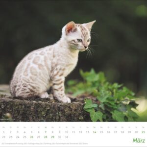 times&more Katzen Bildkalender 2027: Süße Samtpfoten im Wandkalender 2027. Kalender für Katzenfans - jeden Monat ein Hingucker. Hochwertiger Fotokalender im Format 30 x 27 cm – Bild 4