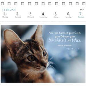 Postkartenkalender Katzenweisheiten 2027: Wochenkalender 2027, 53 Postkarten für Katzenfans – Bild 4