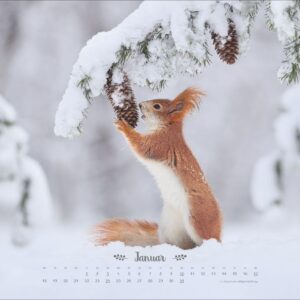 Alternative view of Vadim Trunov: Märchenhaftes Waldleben Posterkalender 2027: Naturkalender 2027 gestaltet mit Bildern des Naturfotografen Vadim Trunov. Fotokalender 2027 im Querformat. 44 x 34 cm.