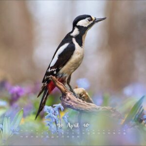 Vadim Trunov: Märchenhaftes Waldleben Posterkalender 2027: Naturkalender 2027 gestaltet mit Bildern des Naturfotografen Vadim Trunov. Fotokalender 2027 im Querformat. 44 x 34 cm. – Bild 5