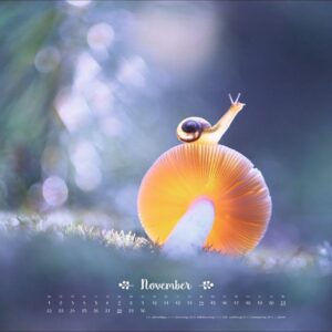 Vadim Trunov: Märchenhaftes Waldleben Posterkalender 2027: Naturkalender 2027 gestaltet mit Bildern des Naturfotografen Vadim Trunov. Fotokalender 2027 im Querformat. 44 x 34 cm. – Bild 12