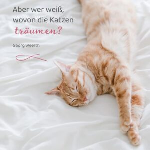 Abreißkalender Katzenweisheiten 2027: Für alle Katzenfans zum Aufstellen oder Aufhängen – Bild 3