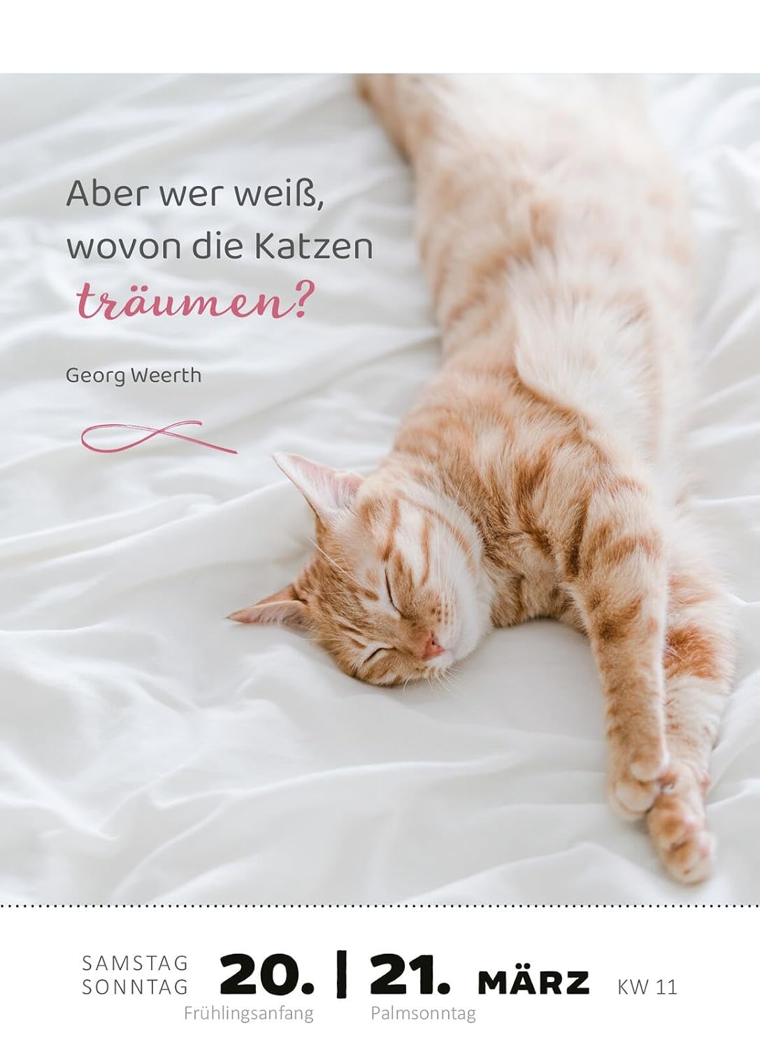 Abreißkalender Katzenweisheiten 2027: Für alle Katzenfans zum Aufstellen oder Aufhängen – Bild 3
