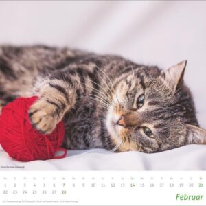 times&more Katzen Bildkalender 2027: Süße Samtpfoten im Wandkalender 2027. Kalender für Katzenfans - jeden Monat ein Hingucker. Hochwertiger Fotokalender im Format 30 x 27 cm – Bild 3