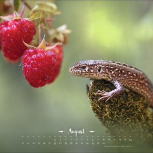 Vadim Trunov: Märchenhaftes Waldleben Posterkalender 2027: Naturkalender 2027 gestaltet mit Bildern des Naturfotografen Vadim Trunov. Fotokalender 2027 im Querformat. 44 x 34 cm. – Bild 9