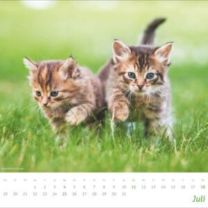 times&more Katzen Bildkalender 2027: Süße Samtpfoten im Wandkalender 2027. Kalender für Katzenfans - jeden Monat ein Hingucker. Hochwertiger Fotokalender im Format 30 x 27 cm – Bild 8