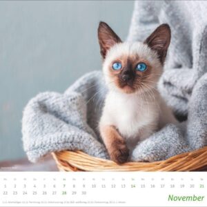 times&more Katzen Bildkalender 2027: Süße Samtpfoten im Wandkalender 2027. Kalender für Katzenfans - jeden Monat ein Hingucker. Hochwertiger Fotokalender im Format 30 x 27 cm – Bild 12