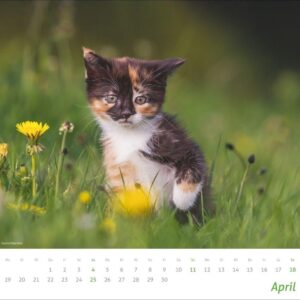 times&more Katzen Bildkalender 2027: Süße Samtpfoten im Wandkalender 2027. Kalender für Katzenfans - jeden Monat ein Hingucker. Hochwertiger Fotokalender im Format 30 x 27 cm – Bild 5