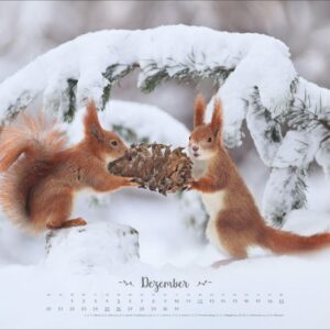 Vadim Trunov: Märchenhaftes Waldleben Posterkalender 2027: Naturkalender 2027 gestaltet mit Bildern des Naturfotografen Vadim Trunov. Fotokalender 2027 im Querformat. 44 x 34 cm. – Bild 13