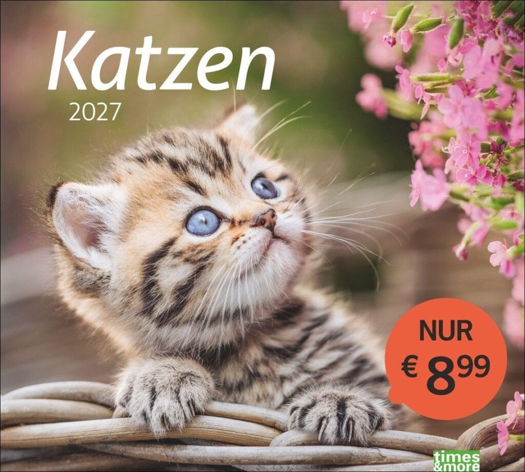 times&more Katzen Bildkalender 2027: Süße Samtpfoten im Wandkalender 2027. Kalender für Katzenfans - jeden Monat ein Hingucker. Hochwertiger Fotokalender im Format 30 x 27 cm