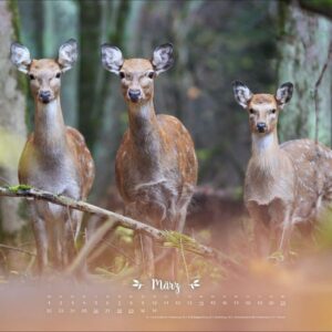 Vadim Trunov: Märchenhaftes Waldleben Posterkalender 2027: Naturkalender 2027 gestaltet mit Bildern des Naturfotografen Vadim Trunov. Fotokalender 2027 im Querformat. 44 x 34 cm. – Bild 4