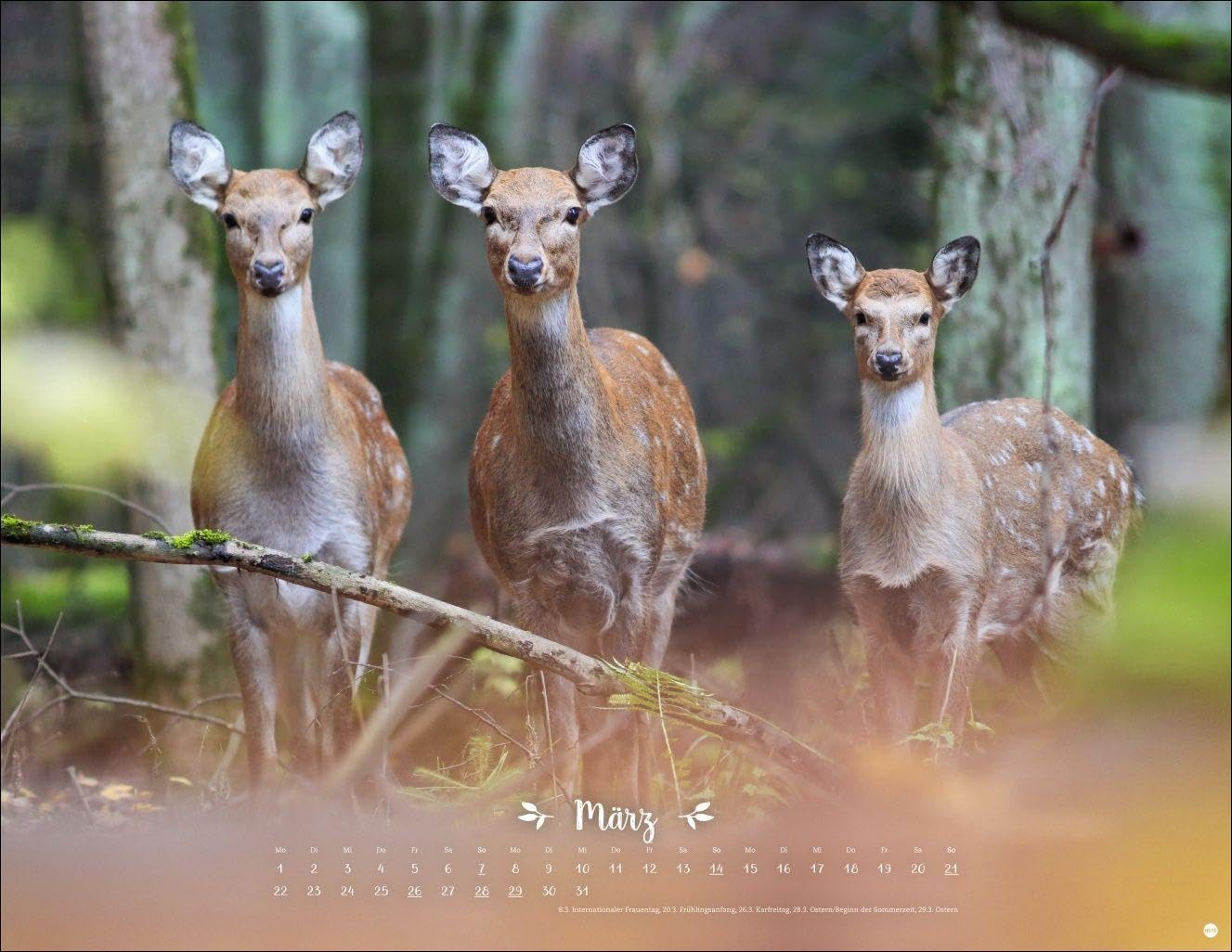 Vadim Trunov: Märchenhaftes Waldleben Posterkalender 2027: Naturkalender 2027 gestaltet mit Bildern des Naturfotografen Vadim Trunov. Fotokalender 2027 im Querformat. 44 x 34 cm. – Bild 4