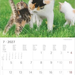 Samtpfötchen 2027: Wandkalender 30x30 cm (30x60 cm geöffnet) mit Notizkalendarium, 12 Katzenmotiven und Extra Poster – Bild 4