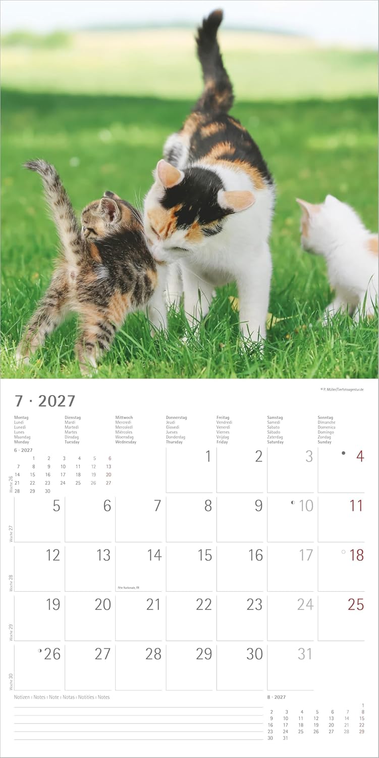 Samtpfötchen 2027: Wandkalender 30x30 cm (30x60 cm geöffnet) mit Notizkalendarium, 12 Katzenmotiven und Extra Poster – Bild 4