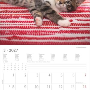 Samtpfötchen 2027: Wandkalender 30x30 cm (30x60 cm geöffnet) mit Notizkalendarium, 12 Katzenmotiven und Extra Poster – Bild 3