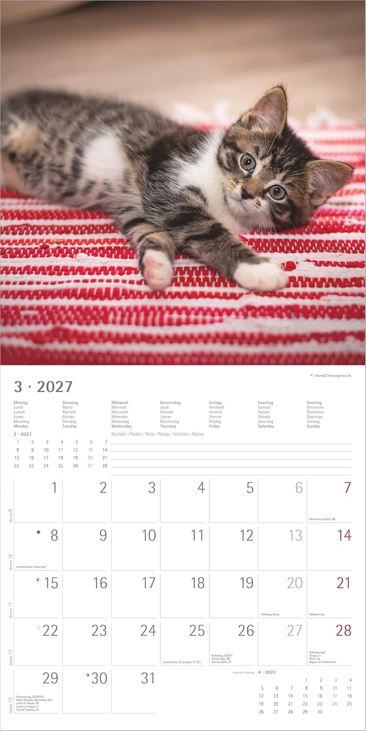 Samtpfötchen 2027: Wandkalender 30x30 cm (30x60 cm geöffnet) mit Notizkalendarium, 12 Katzenmotiven und Extra Poster – Bild 3