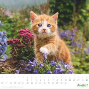 times&more Katzen Bildkalender 2027: Süße Samtpfoten im Wandkalender 2027. Kalender für Katzenfans - jeden Monat ein Hingucker. Hochwertiger Fotokalender im Format 30 x 27 cm – Bild 9