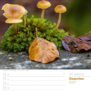 Unser Wald Wochenplaner Kalender 2027: Heimischer Natur-Wochenkalender im Hochformat (25x33 cm) | Mit Kreuzworträtseln, Sudokus & mehr – Bild 55