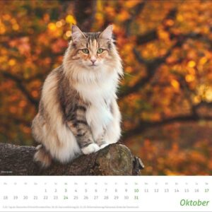 times&more Katzen Bildkalender 2027: Süße Samtpfoten im Wandkalender 2027. Kalender für Katzenfans - jeden Monat ein Hingucker. Hochwertiger Fotokalender im Format 30 x 27 cm – Bild 11