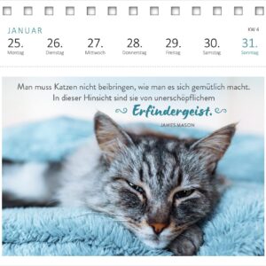 Postkartenkalender Katzenweisheiten 2027: Wochenkalender 2027, 53 Postkarten für Katzenfans – Bild 3