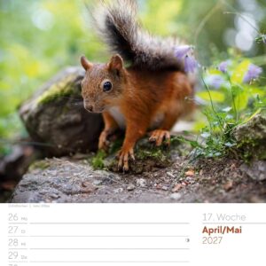 Unser Wald Wochenplaner Kalender 2027: Heimischer Natur-Wochenkalender im Hochformat (25x33 cm) | Mit Kreuzworträtseln, Sudokus & mehr – Bild 22