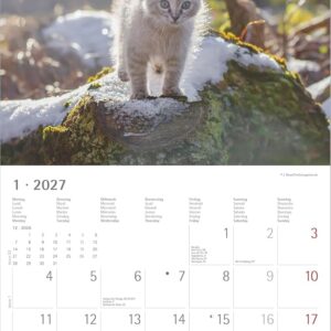 Alternative view of Samtpfötchen 2027: Wandkalender 30x30 cm (30x60 cm geöffnet) mit Notizkalendarium, 12 Katzenmotiven und Extra Poster