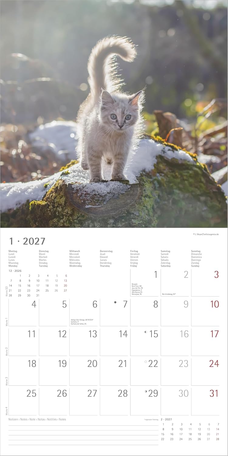 Samtpfötchen 2027: Wandkalender 30x30 cm (30x60 cm geöffnet) mit Notizkalendarium, 12 Katzenmotiven und Extra Poster – Bild 2