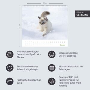 times&more Katzen Bildkalender 2027: Süße Samtpfoten im Wandkalender 2027. Kalender für Katzenfans - jeden Monat ein Hingucker. Hochwertiger Fotokalender im Format 30 x 27 cm – Bild 14