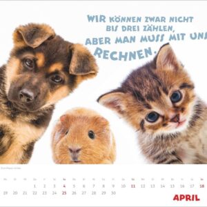 Mach mal Pause Bildkalender 2027: Flauschige Bürorebellen: Arbeitstiere und faule Katzen. Freche Sprüche und lustige Katzenfotos. Wandkalender. Format 30 x 27 cm – Bild 5