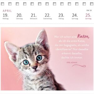 Postkartenkalender Katzenweisheiten 2027: Wochenkalender 2027, 53 Postkarten für Katzenfans – Bild 6