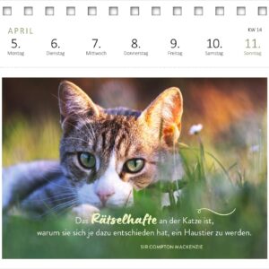 Postkartenkalender Katzenweisheiten 2027: Wochenkalender 2027, 53 Postkarten für Katzenfans – Bild 5