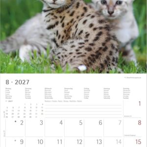 Samtpfötchen 2027: Wandkalender 30x30 cm (30x60 cm geöffnet) mit Notizkalendarium, 12 Katzenmotiven und Extra Poster – Bild 5