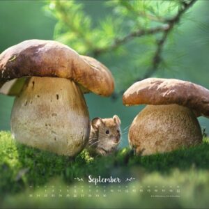 Vadim Trunov: Märchenhaftes Waldleben Posterkalender 2027: Naturkalender 2027 gestaltet mit Bildern des Naturfotografen Vadim Trunov. Fotokalender 2027 im Querformat. 44 x 34 cm. – Bild 10