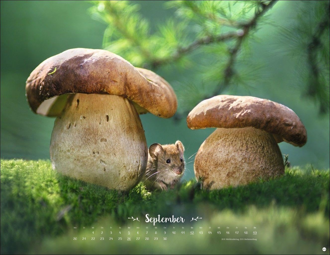 Vadim Trunov: Märchenhaftes Waldleben Posterkalender 2027: Naturkalender 2027 gestaltet mit Bildern des Naturfotografen Vadim Trunov. Fotokalender 2027 im Querformat. 44 x 34 cm. – Bild 10