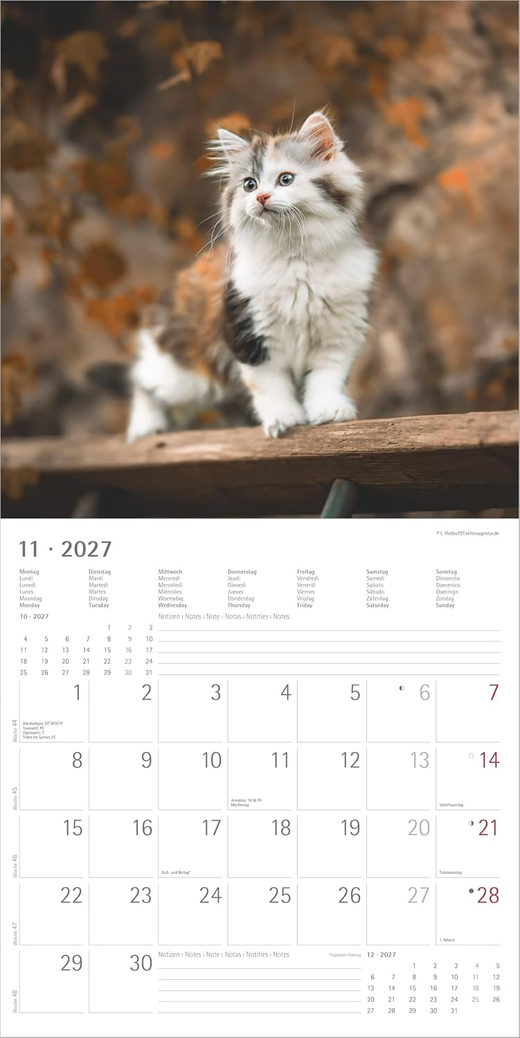 Samtpfötchen 2027: Wandkalender 30x30 cm (30x60 cm geöffnet) mit Notizkalendarium, 12 Katzenmotiven und Extra Poster – Bild 7