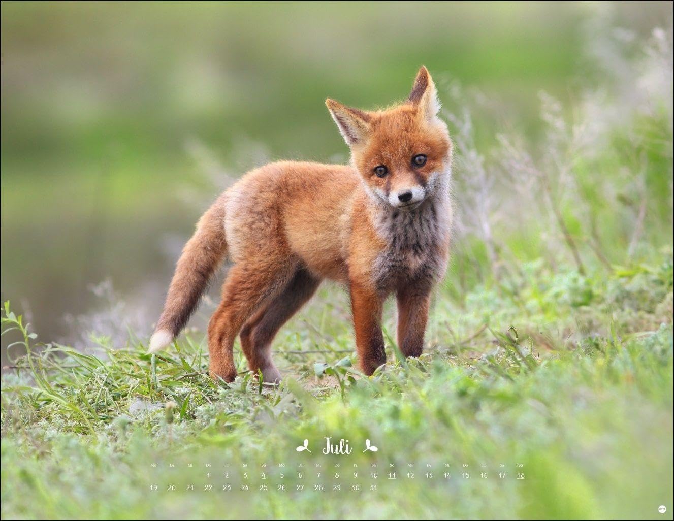 Vadim Trunov: Märchenhaftes Waldleben Posterkalender 2027: Naturkalender 2027 gestaltet mit Bildern des Naturfotografen Vadim Trunov. Fotokalender 2027 im Querformat. 44 x 34 cm. – Bild 8