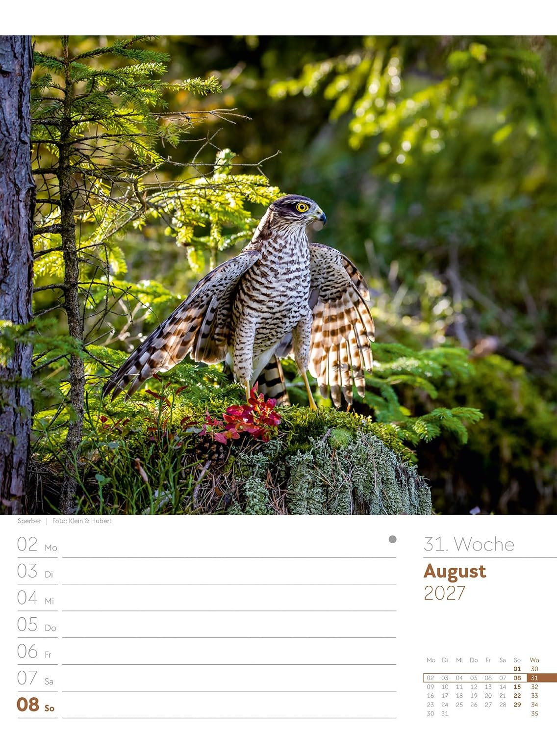 Unser Wald Wochenplaner Kalender 2027: Heimischer Natur-Wochenkalender im Hochformat (25x33 cm) | Mit Kreuzworträtseln, Sudokus & mehr – Bild 36