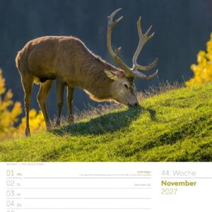 Unser Wald Wochenplaner Kalender 2027: Heimischer Natur-Wochenkalender im Hochformat (25x33 cm) | Mit Kreuzworträtseln, Sudokus & mehr – Bild 49