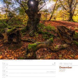 Unser Wald Wochenplaner Kalender 2027: Heimischer Natur-Wochenkalender im Hochformat (25x33 cm) | Mit Kreuzworträtseln, Sudokus & mehr – Bild 54