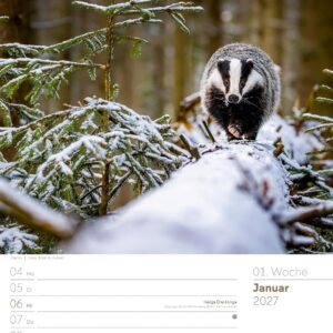 Unser Wald Wochenplaner Kalender 2027: Heimischer Natur-Wochenkalender im Hochformat (25x33 cm) | Mit Kreuzworträtseln, Sudokus & mehr – Bild 4