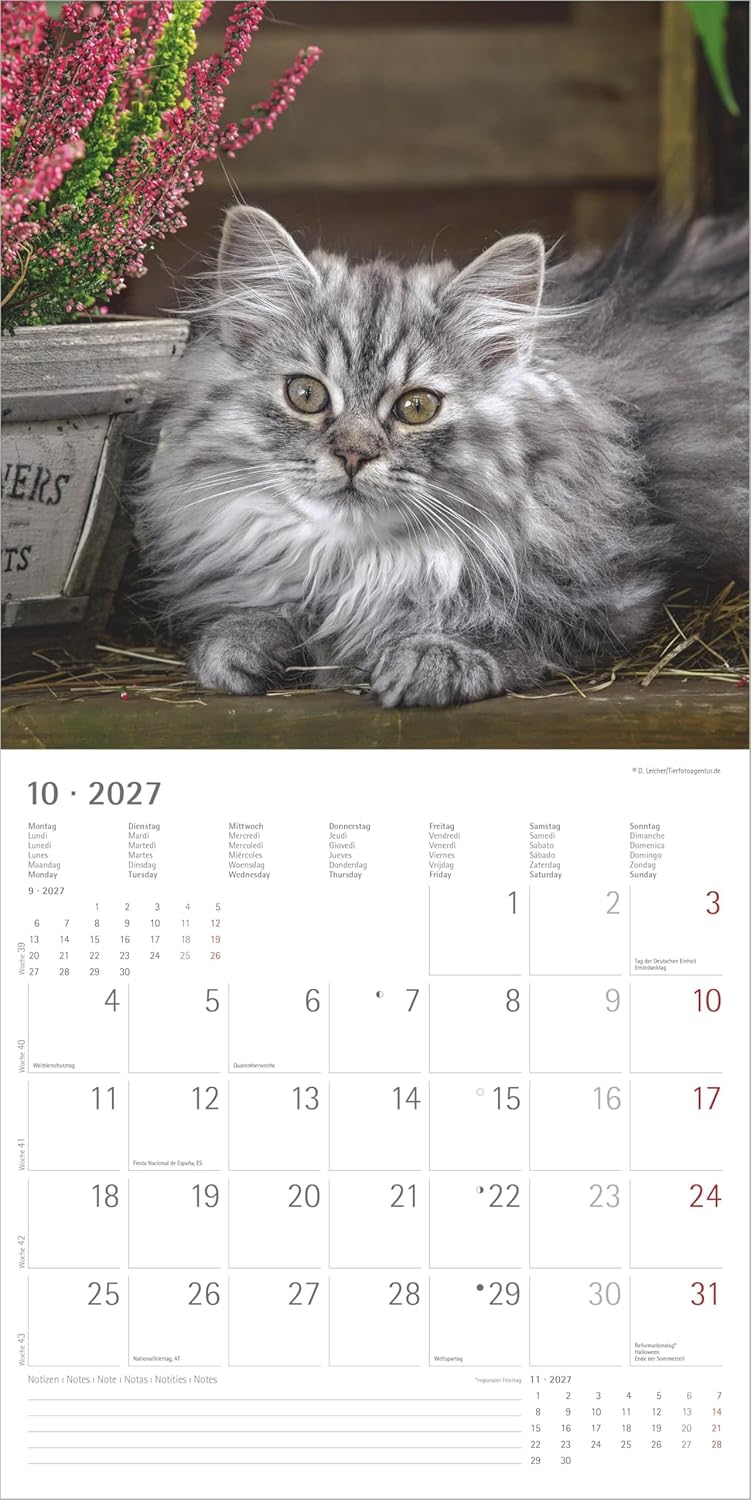 Samtpfötchen 2027: Wandkalender 30x30 cm (30x60 cm geöffnet) mit Notizkalendarium, 12 Katzenmotiven und Extra Poster – Bild 6