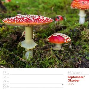 Unser Wald Wochenplaner Kalender 2027: Heimischer Natur-Wochenkalender im Hochformat (25x33 cm) | Mit Kreuzworträtseln, Sudokus & mehr – Bild 44