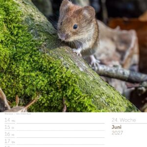 Unser Wald Wochenplaner Kalender 2027: Heimischer Natur-Wochenkalender im Hochformat (25x33 cm) | Mit Kreuzworträtseln, Sudokus & mehr – Bild 29