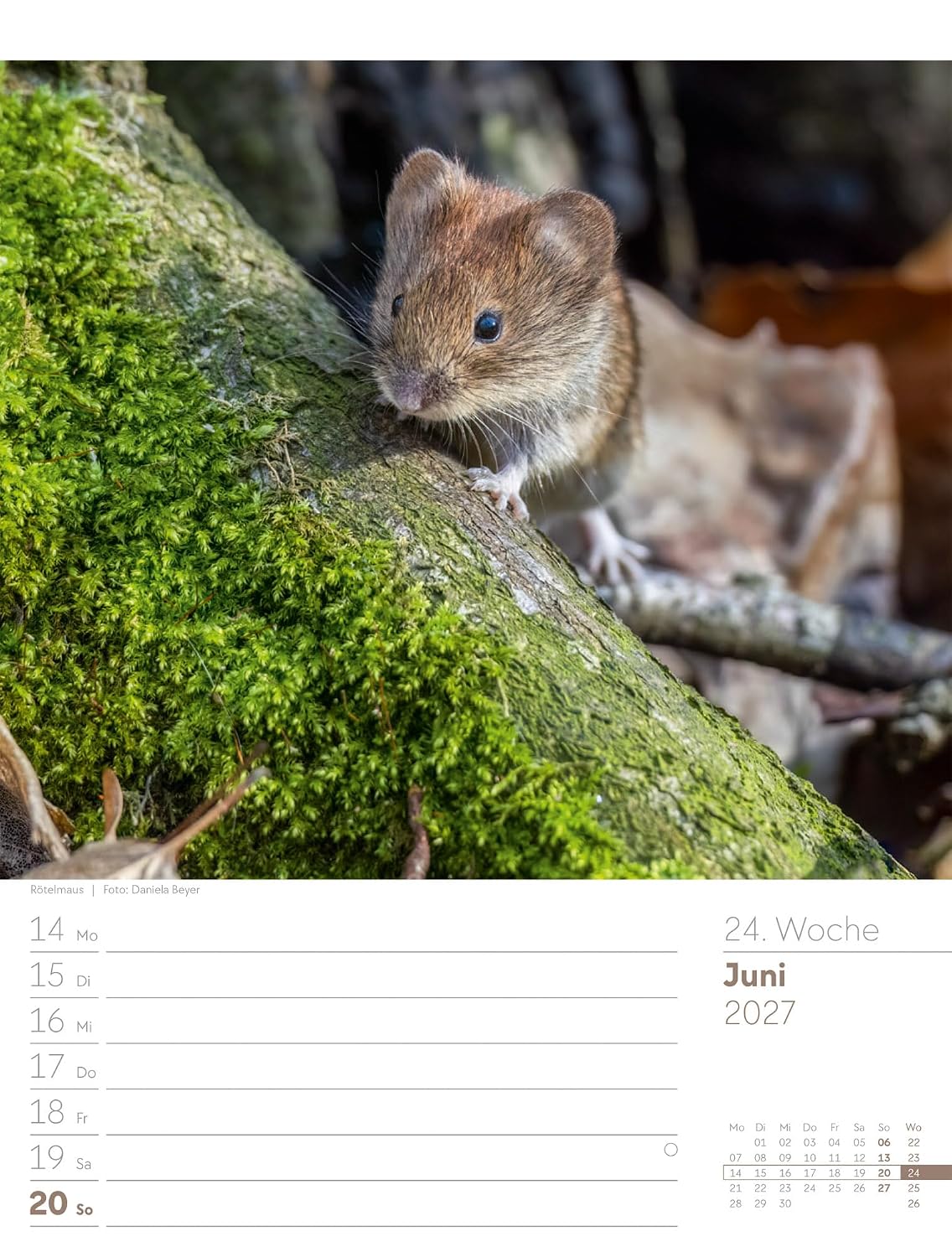 Unser Wald Wochenplaner Kalender 2027: Heimischer Natur-Wochenkalender im Hochformat (25x33 cm) | Mit Kreuzworträtseln, Sudokus & mehr – Bild 29